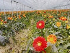 溫州發(fā)展了鮮切花種植基地