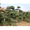 花木價格：小葉女貞造型樹、廣玉蘭、月季、馬褂木、南天竹、桂花