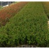 求購8公分紫薇,容器苗,有貨的請(qǐng)趕緊聯(lián)系