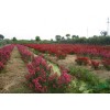 一到四公分美國(guó)紫薇