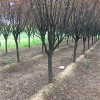 肥西紅葉李8-9-10全國供應基地、首先志立苗圃