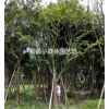 樸樹(shù)，叢生樸樹(shù)，四川地區(qū)供應(yīng)樸樹(shù)