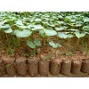 緊急求購(gòu)60公分高云杉，帶營(yíng)養(yǎng)缽的，數(shù)量3萬(wàn)棵，速聯(lián)系！