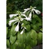 求購(gòu)：玉簪5000盆，四季玫瑰3500盆，叢生木槿700棵，繡線菊3000盆，金娃娃萱草3100盆！