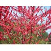 紅梅10公分骨里紅