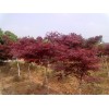 肥西紅葉李8-9-10全國供應基地、首先志立苗圃