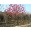 肥西紅葉李8-9-10全國供應基地、首先志立苗圃