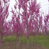 紫荊苗、紫荊價(jià)格 紫荊樹(shù)苗、叢生紫荊工程苗