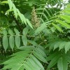 山西地區(qū)供應1-10公分臭椿·1-10公分臭椿價格產(chǎn)地詳情