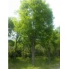 萬綠園林櫸樹價格_櫸樹圖片_櫸樹產地_櫸樹綠化苗木苗圃基地