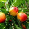 求購嫁接水蜜桃5公分