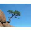 現(xiàn)有產(chǎn)品華山松1—5米約10萬余株，1—4米的白皮松5萬多株