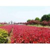 求購(gòu)紅葉石楠