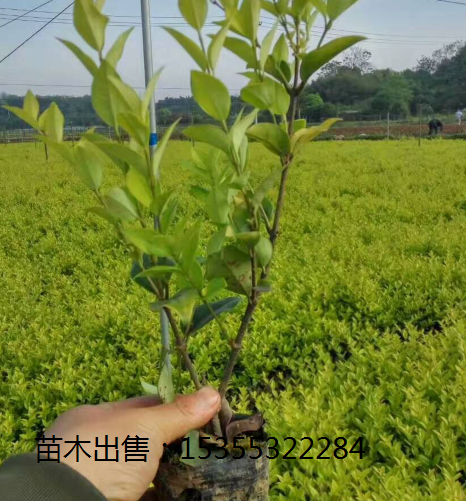 金森女貞