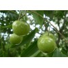 大量求購，無患子