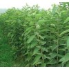 求購：山杏苗3---6公分