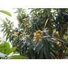 求購4公分枇杷樹