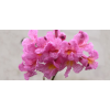 求購：5–6分紅花風(fēng)鈴
