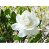 求購茶花楊梅