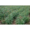 求購黃連木苗2公分，數量二十萬棵
