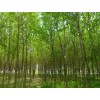 求購對節(jié)白蠟苗1500棵