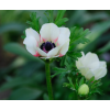 求購銀蓮花50萬株