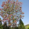 求購(gòu)12公分香花槐