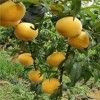 桃樹苗哪里有 油蟠桃苗基地 5公分桃樹