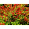 供應紅王子錦帶花苗 小苗 叢生紅王子錦帶花新疆內蒙綠化適
