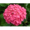 八仙花、法國冬青、龜甲冬青、黃帽月季、豐花月季、灑金柏、劍麻