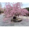 日本櫻花價格日本櫻花基地日本櫻花樹苗產地