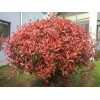 賣浙江金華紅葉石楠大杯苗產地60高30冠幅綠化色塊苗批發(fā)價格