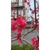 求購(gòu)：米徑量12cm紅葉碧桃