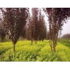 求購(gòu)10公分的紫葉李，