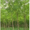 求購(gòu)12-20公分老國(guó)槐