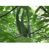 求購(gòu)20-60公分皂角