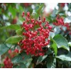 長(zhǎng)勢(shì)好的花椒苗