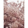 求購，18櫻花分之不講