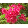 供應(yīng)：金葉小檗、紅王子錦帶，紅葉小檗、青，紅葉女貞、桂花