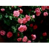 薔薇花苗薔薇花苗批發(fā)零售
