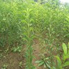 求購：甜茶80左右定桿