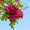 求購(gòu)15公分國(guó)槐和香花槐