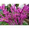 供應(yīng)紫荊，叢生紫荊，高桿紫荊