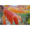 求購火炬1.2米量硬12公分