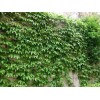 供應(yīng)爬山虎、凌霄、紫藤、油麻藤、常青藤、扶芳藤、五葉地錦
