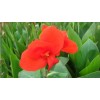 紅花美人蕉各種規(guī)格大量批發(fā)供應(yīng)