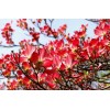 求購8公分四照花700棵