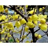 求購，從生臘梅，冠幅2.5米以上