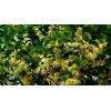 桂花價(jià)格 桂花基地 獨(dú)干桂花