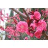 求購：14公分的紅葉碧桃100棵